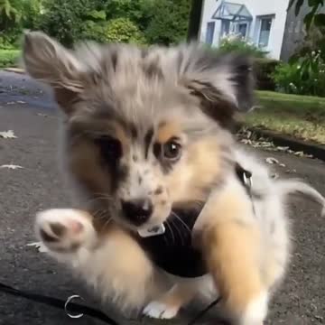 World jumping puppies viral video