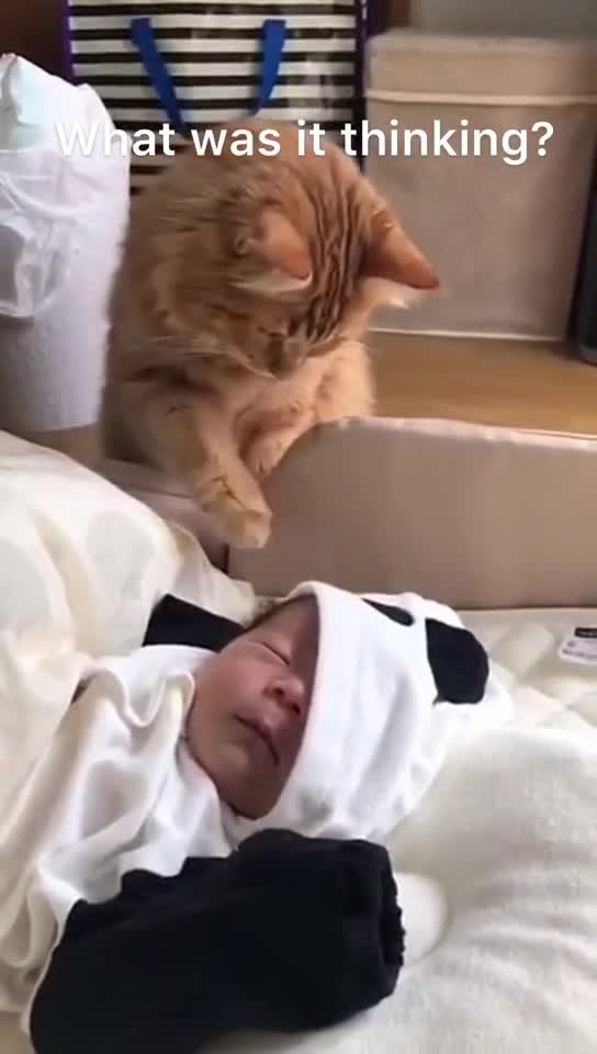 Cats Funny Videos Best