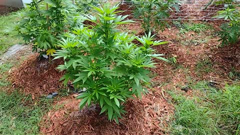 outdoor update