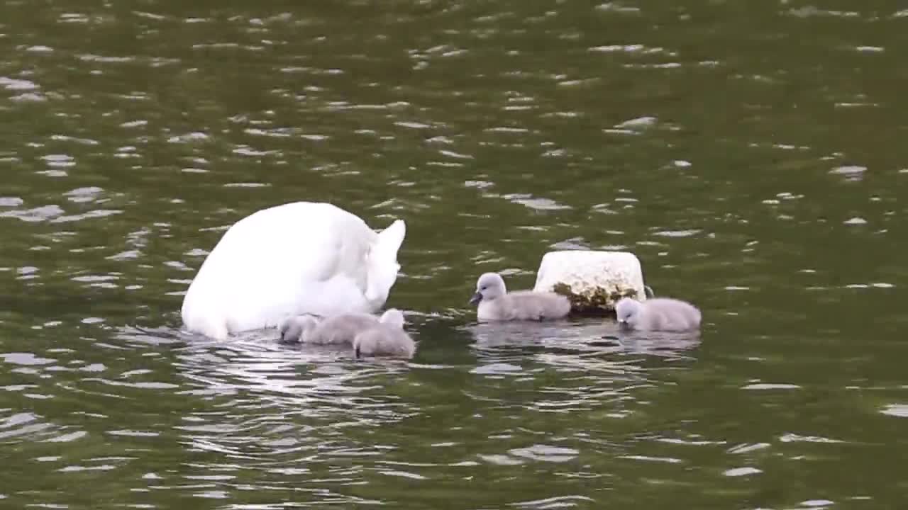 Swan and her child doing chilling in pond