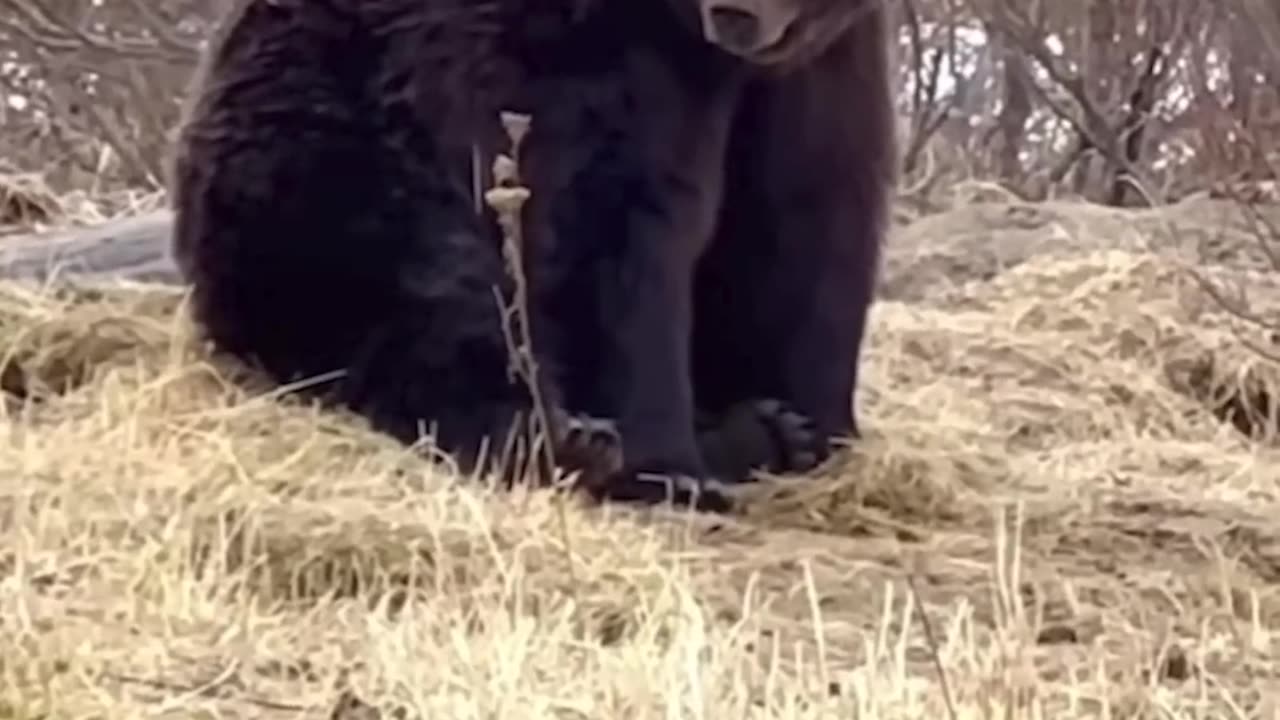 The largest grizzly bear of all time.