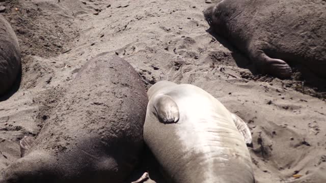 Baby Seal | Lovely Seal | Small Animals