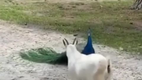 Goat vs peacock