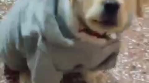 A telking dog.