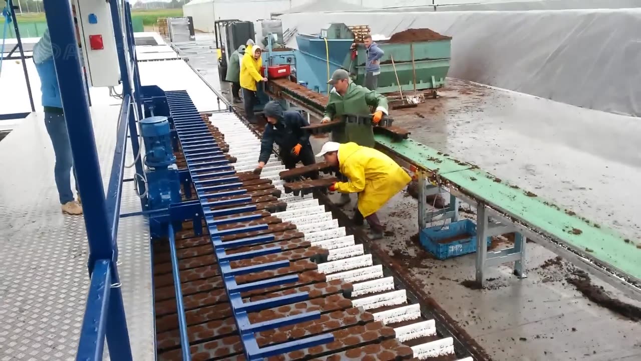 Floating hydroponic vegetables cultivation - Growing vegetables on the water - Modern Agriculture
