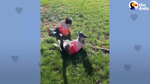 Baby Husky Grows Up With Baby Girl