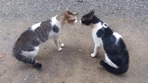 Cats Fighting with sound - Exclusive Video (Play with full sound)