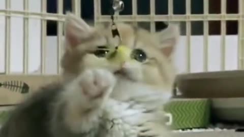 Funny Pets Moments #5