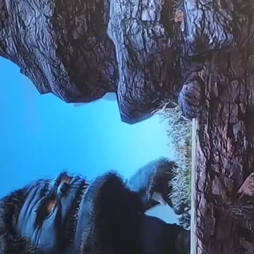 Videogame MAX 🎮🎮 🕹️ 🎮🎮