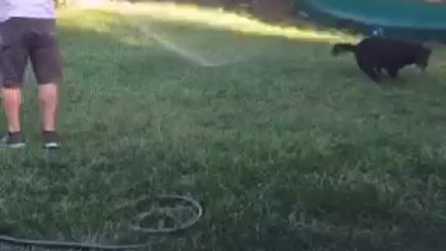 Black dog in backyard trying to watch water hose stream