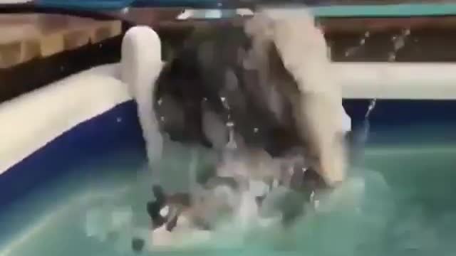 A dog that jumps into the water.