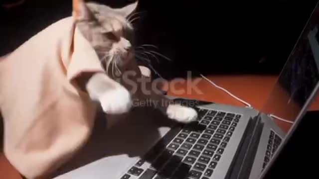 Cat frantically buys or sells bitcoin stocks front view❤️