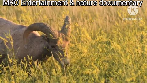 Ultimate Wild Animals Collection