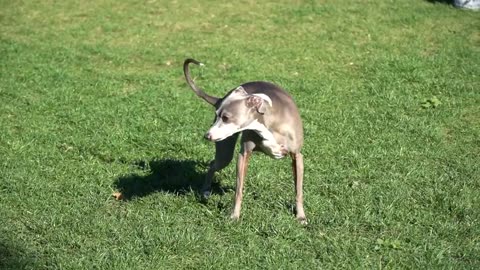 I Filmed My Dog Whenever He Cried Or Was Nasty For 24 Hours