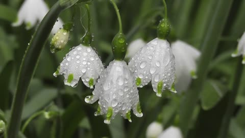 very beautiful flowers