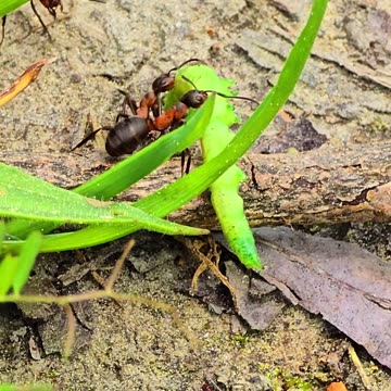 Red ants carry away a dead green caterpillar.