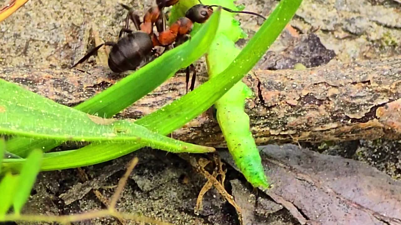 Red ants carry away a dead green caterpillar.