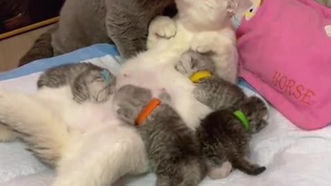 Funny Cat, One big Family, all together