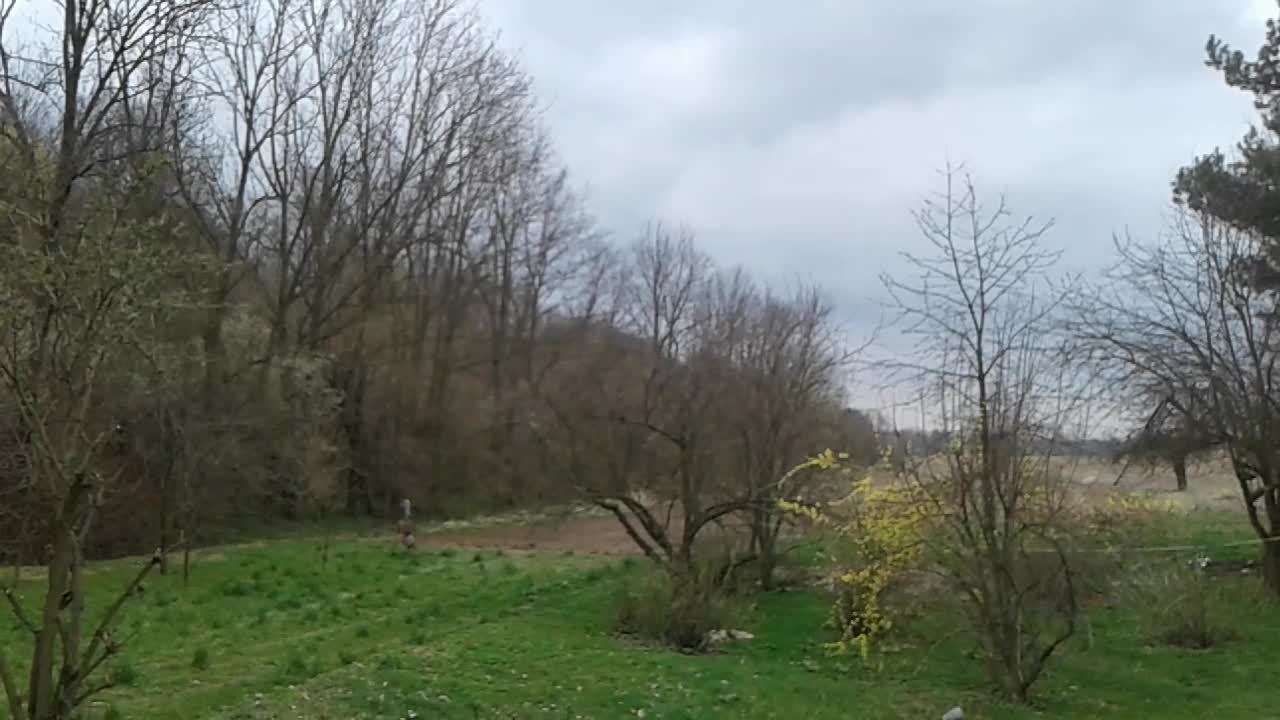 odkłady i sadzonki zdrewniałe