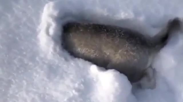 This cute husky puppy diging in snow