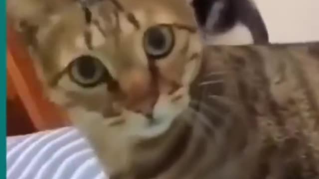 FUNNY CATS try not to laugh