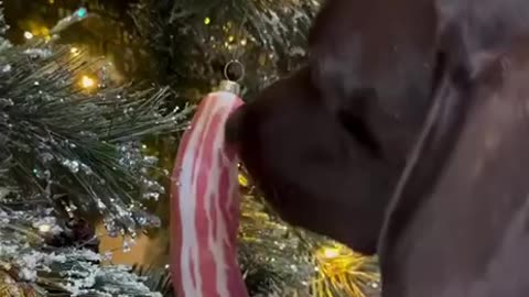 Bacon Christmas tree ornaments not cool