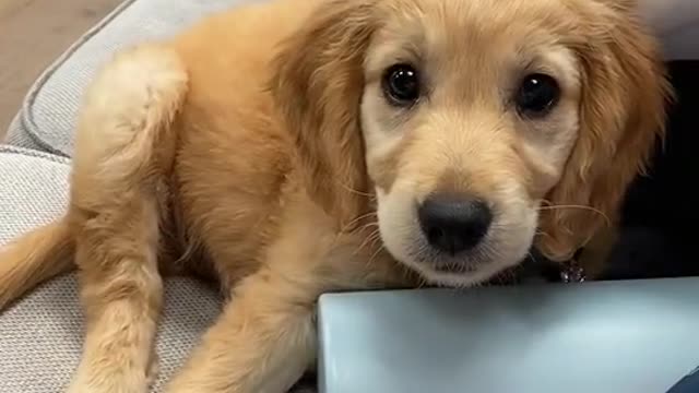 Play this sound for your dog and see how they react