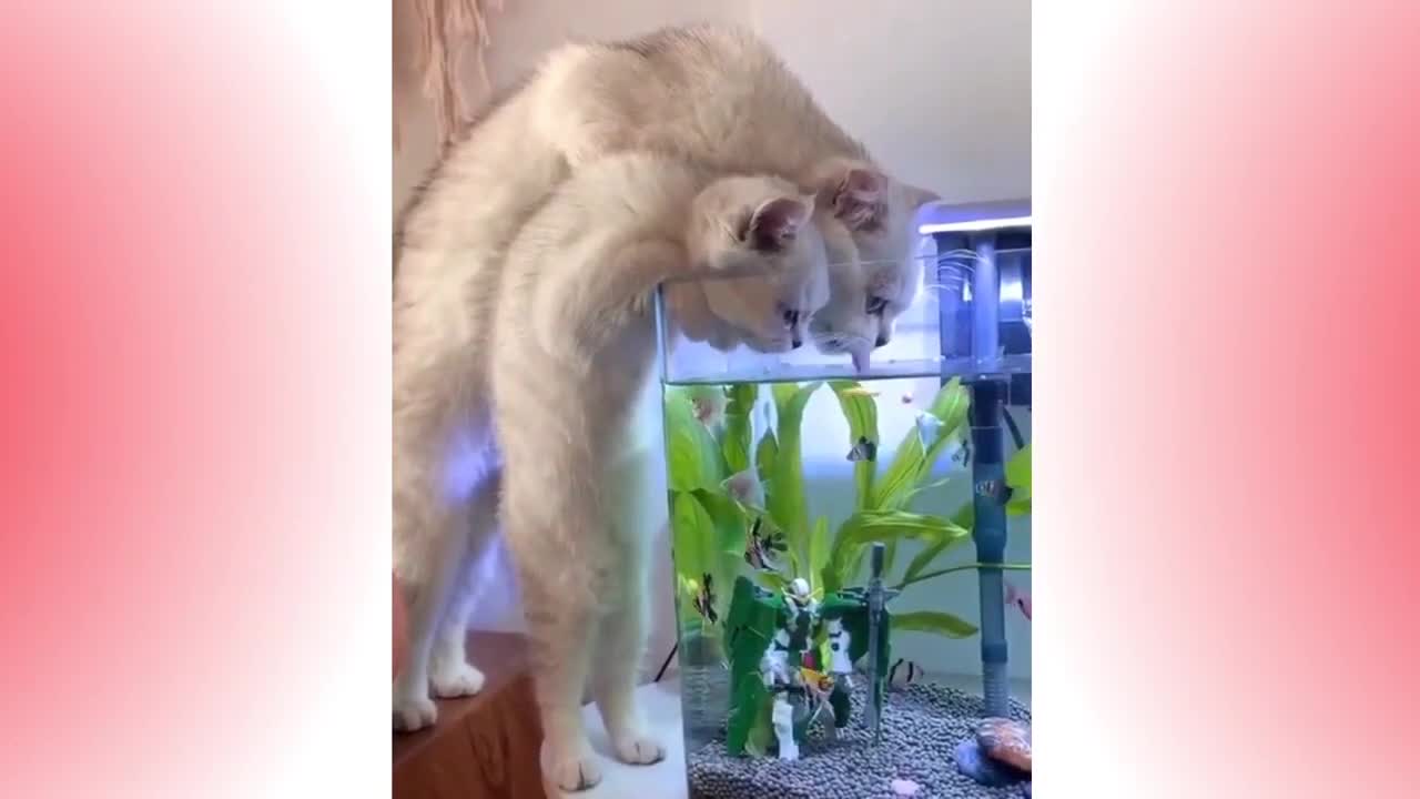 Funny Pets Compilation #8