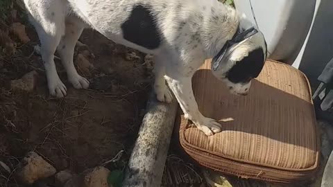 Dog Zorro