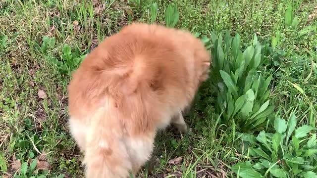 Puppy sniffing the grass