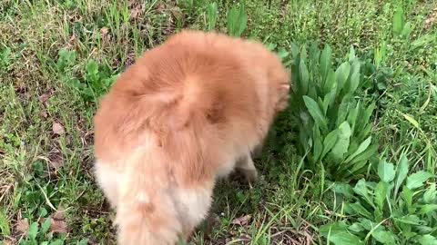 Puppy sniffing the grass