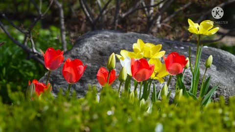 Gorgeous flower scenes