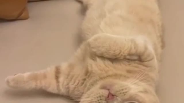 funny cat videos #02