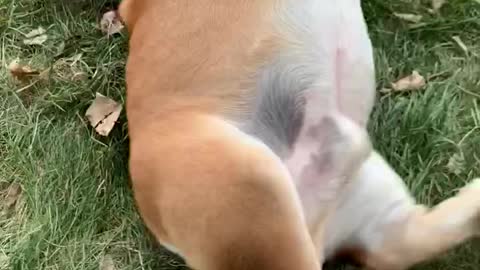 Bulldogs Can’t Get Up