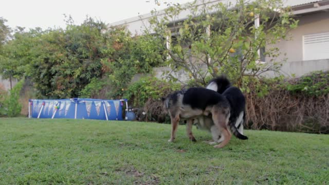 Funny Dog Fight in 9s