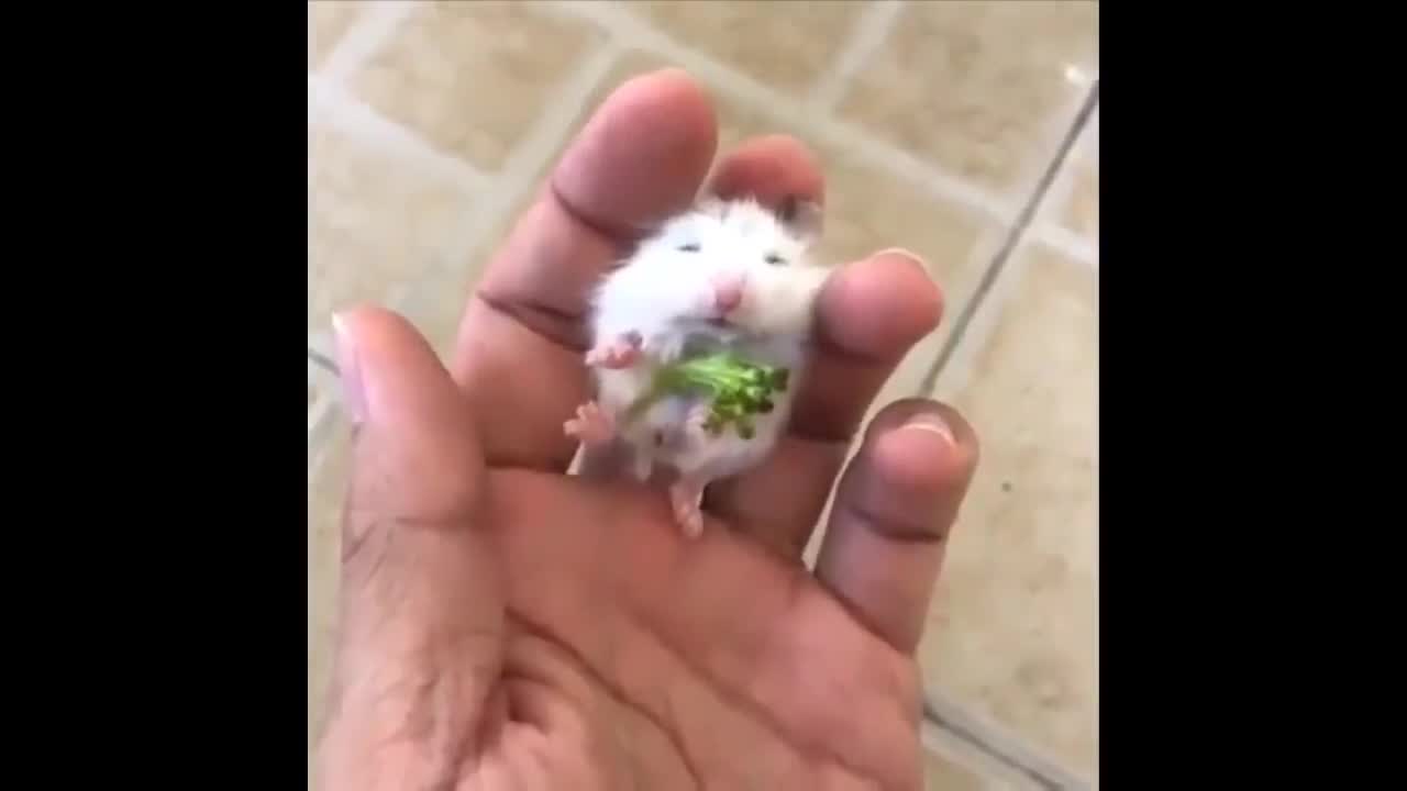 I heart pets 2