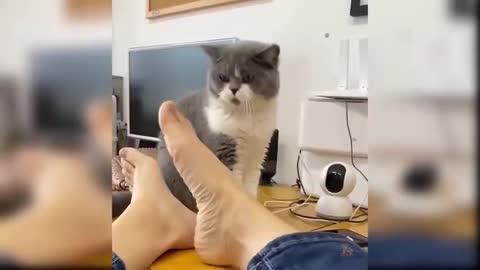 Beautiful cat joking with her owner