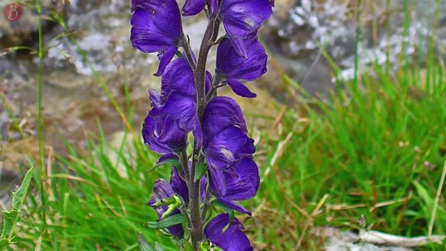 Very pretty deadly edge! 10 most dangerous plants in the world.