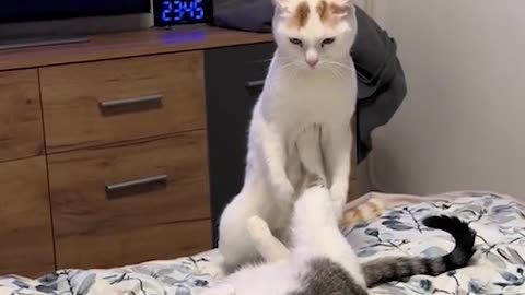 Funniest Cats and Dogs 😺🐶 Funny Animals 2024 😂 Funny Video