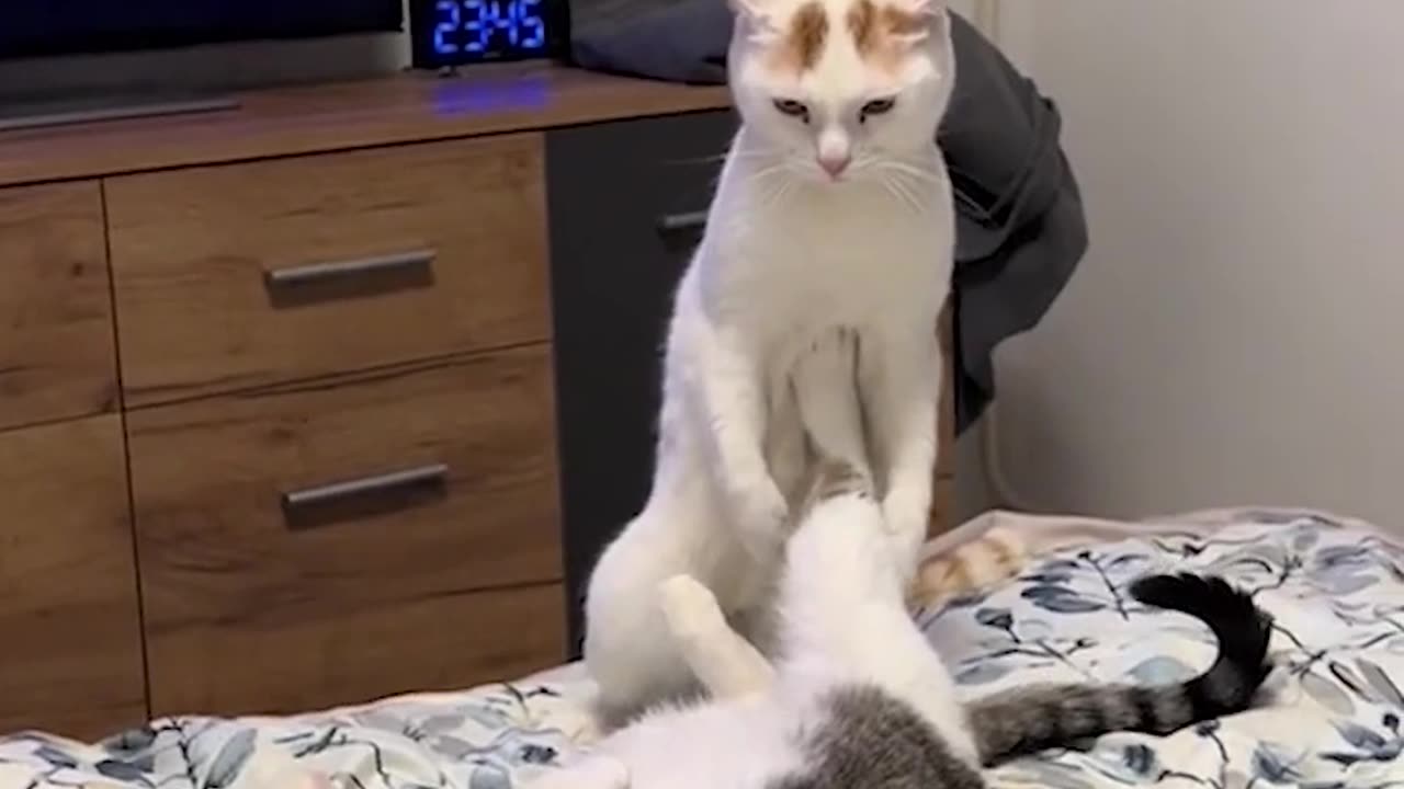 Funniest Cats and Dogs πΊπΆ Funny Animals 2024 π Funny Video
