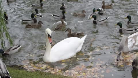 Swan and duck