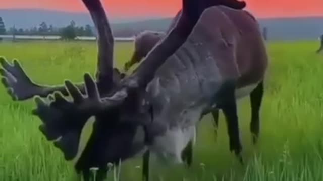 Calm animal video