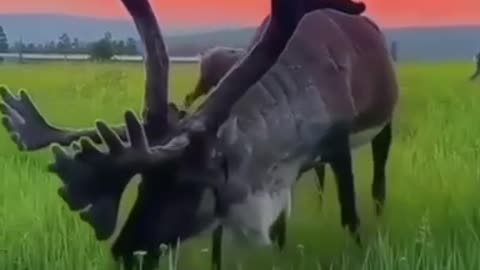 Calm animal video