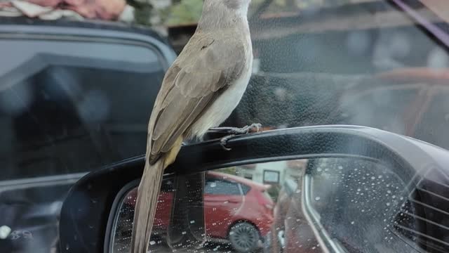bird strike bird strike