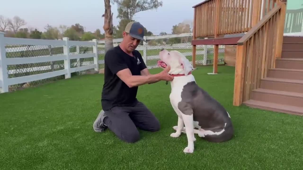 How to calm dogs with your energy