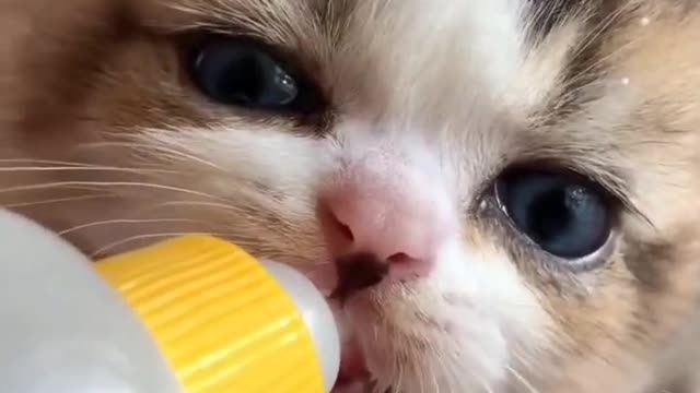 cat drinking milk