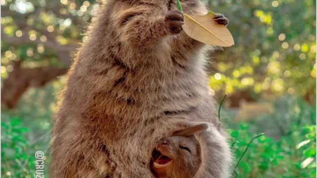 What do you know about this animal?