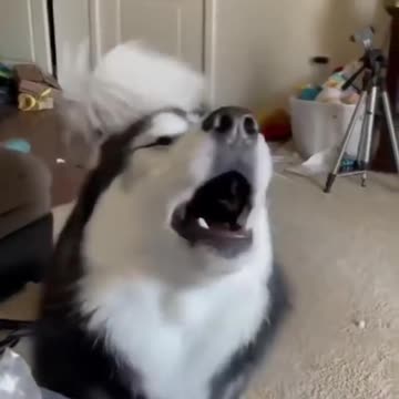 husky funny talking