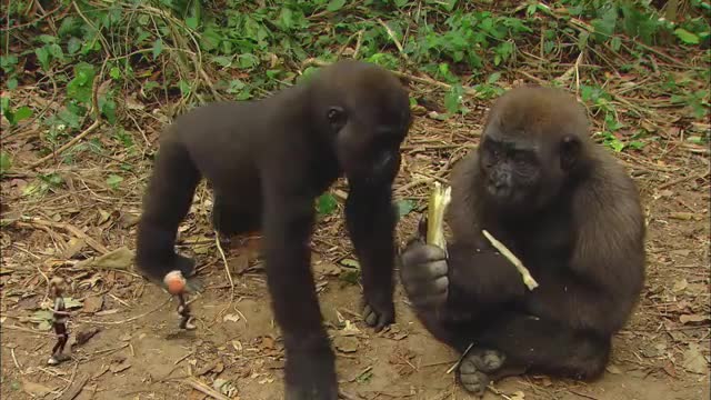 Gorilla