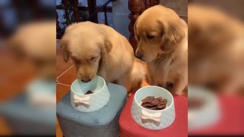 Dogs and cat reactions to food